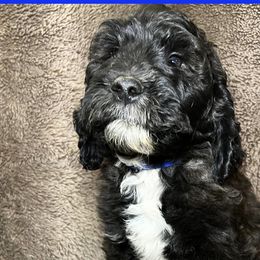 Blue Collar - Goldendoodle puppy in Justin, Texas from Roch Dog Ranch
