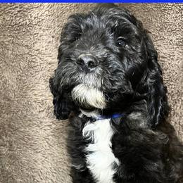 Blue Collar - Goldendoodle puppy in Justin, Texas from Roch Dog Ranch