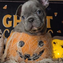Billi - Blue fawn male French Bulldog puppy in Tulsa, Oklahoma from Hart's Chihuahuas