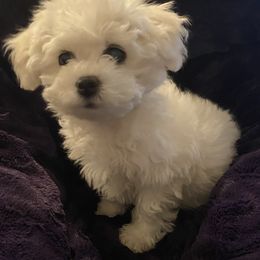 Bichon Frise Puppies from Litters of Love