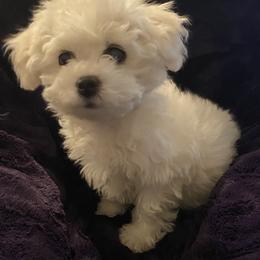 Bichon Frise Puppies from Litters of Love