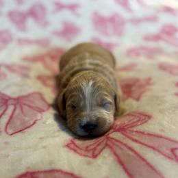 Winnie - Cream female Goldendoodle puppy in Jacksonville, Florida from Dandelion Doodles