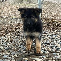 Icicle - Black and tan female German Shepherd puppy in Walla Walla, Washington from Silver Knight Shepherds