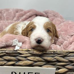 Layla's White Male - Parti male Goldendoodle puppy in Great Falls, Montana from Montana Goldendoodles