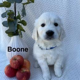 Reed - Light golden male Golden Retriever puppy in Conroe, Texas from Tails of Cypress