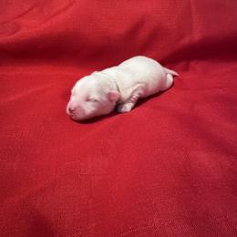 Bingo - White male Coton de Tulear puppy in Timber, Oregon from Sterling’s Sweet Cotons