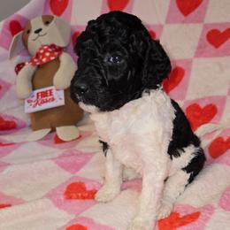 Light pink - Black and white female Bernedoodle puppy in Mckenzie, Tennessee from Small Town Doodles & Poodles