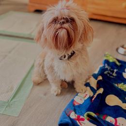 Izzy - Shih Tzu