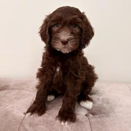 Reid - Chocolate male Goldendoodle puppy in Allen, Texas from Calena’s Doodles