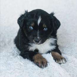 Boy 5 (Orange) - Black tri-color male Australian Shepherd puppy in Yakima, Washington from Naches Heights Ranch