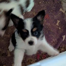 Boy 2 - White black and tan male Papillon puppy in Joshua, Texas from Summertime Kennels