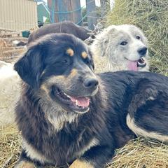 Della - Colorado Mountain Dog