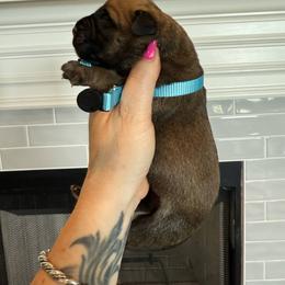 Light blue girl - Fawn female Bullmastiff puppy in Lorena, Texas from Central Texas Bullmastiffs