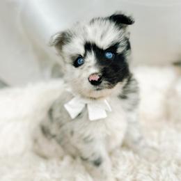 Calypso - Merle female Pomsky puppy in Cleveland, Ohio from Lake Point Pomskies