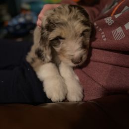 Aussiedoodle Puppies from Drew’s Aussies & Doodles