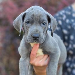 Stella - Blue and white female Great Dane puppy in Albany, Oregon from Red Cloud Australian Shepherds and DeGray Great Danes & Bulldogs