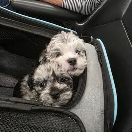 Bernedoodle, Bernese Mountain Dog, Goldendoodle, and Shihpoo Puppies from Route 66 Poodles & Doodles, Sapphire Shih-tzu's of Ohio