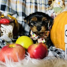 Yorkshire Terrier Puppies from Prims Puppies LLC