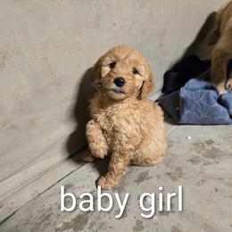 Girl 1 - female Goldendoodle puppy in Athelstane, Wisconsin from Caldron Falls Doodles and Poodles