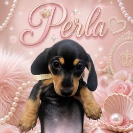 Perla - Black and tan female Dachshund puppy in New York, New York from Sausagedog-NYC
