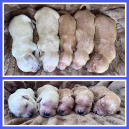 Male 1 - Light golden male Golden Retriever puppy in Merrill, Michigan from Happy Tails Family Farm