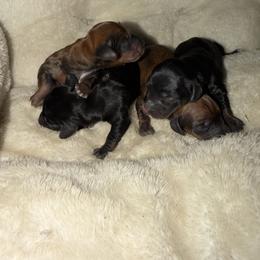Girl 1 - Black and tan female Dachshund puppy in Texarkana, Arkansas from Cadie Bounds
