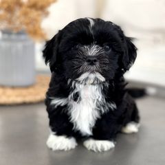 Maltipoo, Shichon, and Shihpoo Puppies from Timbercreek Puppies