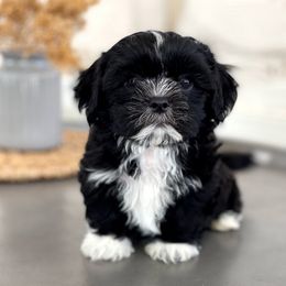 Maltipoo, Shichon, and Shihpoo Puppies from Timbercreek Puppies
