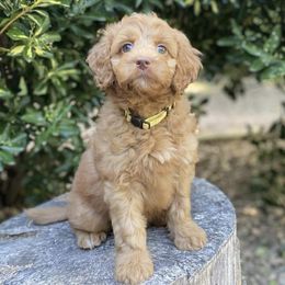 Australian Labradoodles from New Era Labradoodles