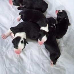 Miniature American Shepherd Puppies from Dynasty Minis - Georgia