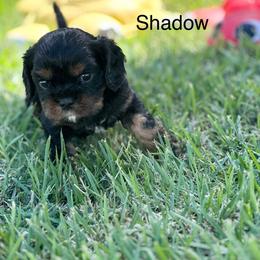 Shadow - Black and tan male Cavalier King Charles Spaniel puppy in Broken Arrow, Oklahoma from Cavalier King Charles Heartland