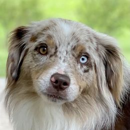 Maverick  - Miniature Australian Shepherd