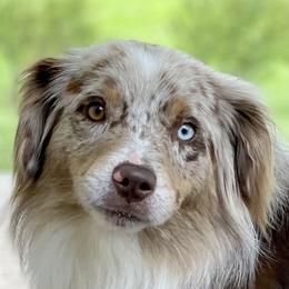 Maverick  - Miniature Australian Shepherd