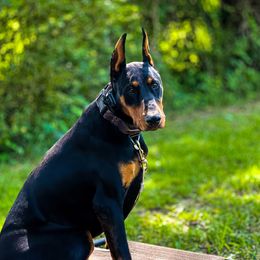 Enzo - Doberman Pinscher