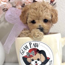 Cupcake - Apricot female Maltipoo puppy in Spring, Texas from GlamPaw Maltipoos