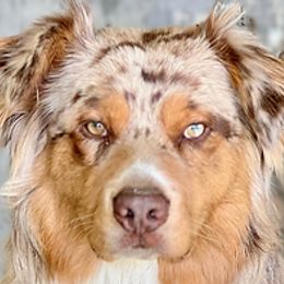 Decker - Australian Shepherd
