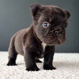 Moose-Big Name, Bigger Heart - Tricolors male French Bulldog puppy in Porter, Texas from Whatabulldog