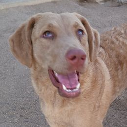 Rowdy - Chesapeake Bay Retriever