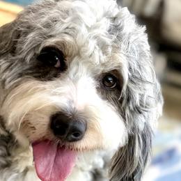 Willow - Bernedoodle