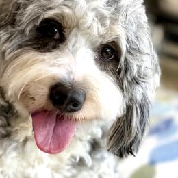 Willow - Bernedoodle