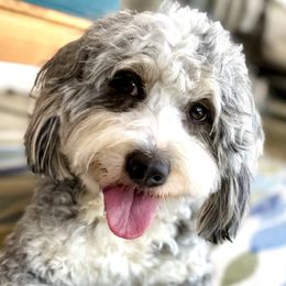 Willow - Bernedoodle