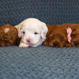 Cavapoo puppies from Little Diamond Doodles