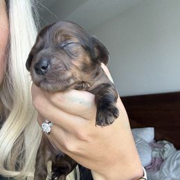 Minnie - Dapple female Dachshund puppy in Shakopee, Minnesota from Breakfast Club Dachshunds
