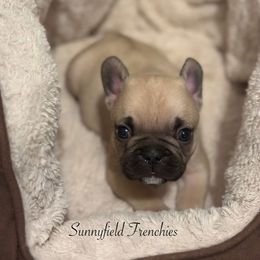 French Bulldog Puppies from Sunnyfield Frenchies