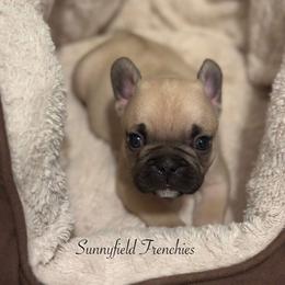 French Bulldog Puppies from Sunnyfield Frenchies