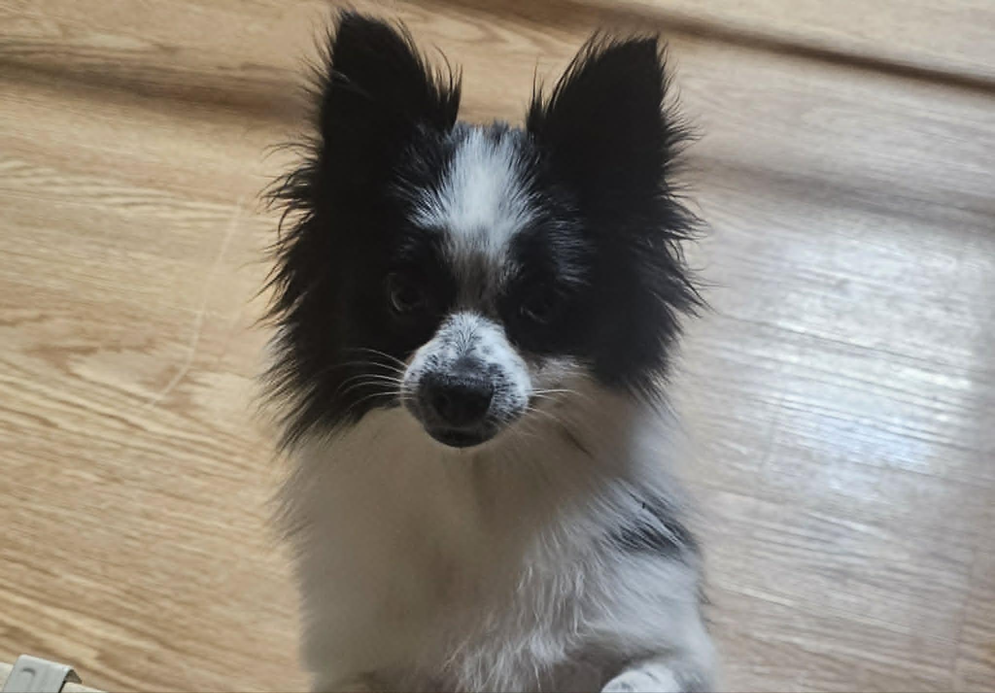 Bitsy