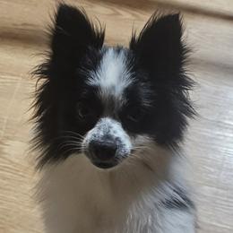 Bitsy - Pomeranian