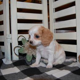 Cavapoo Puppies from Dogwood & Sassafras Companions