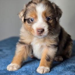 Bo - Red merle male Miniature Australian Shepherd puppy in Harlingen, Texas from GulfCoastKennels