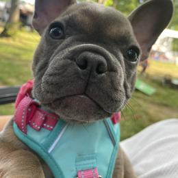 French Bulldog Puppies from Nuthin’ But Frenchies